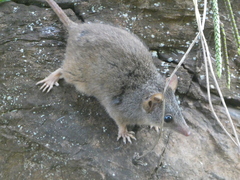Antechinus