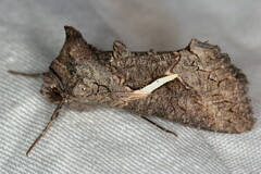Vittaplusia vittata
