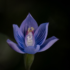Thelymitra pulchella