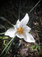 Crocus hyemalis