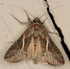 Vittaplusia vittata