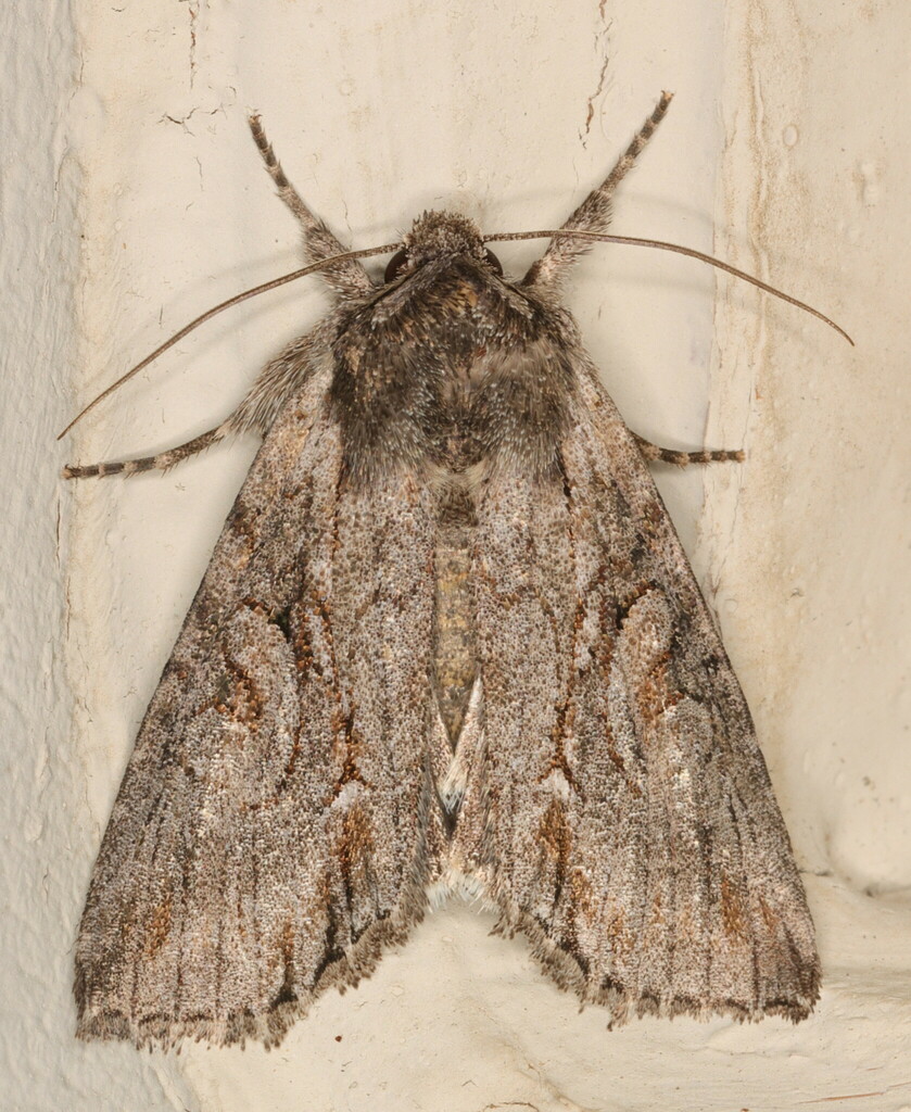Neocucullia