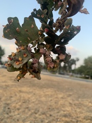 Cynips douglasii