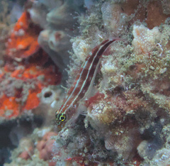 Helcogramma striata