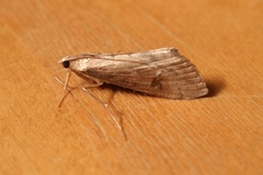 Evergestis isatidalis