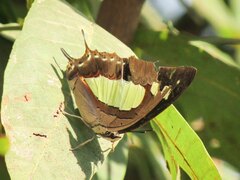 Polyura bharata