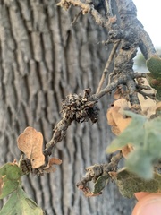 Andricus wiltzae