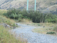 Oryctolagus cuniculus cuniculus