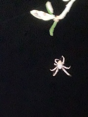 Eriophora ravilla