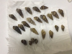 Semisulcospira erythrozona