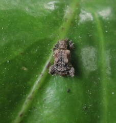 Pactola variabilis