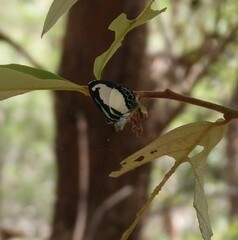 Psychonotis caelius