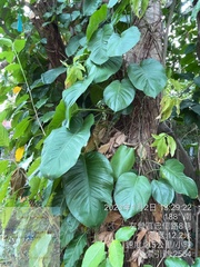 Epipremnum