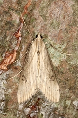 Evergestis isatidalis