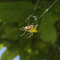 Macracantha hasselti