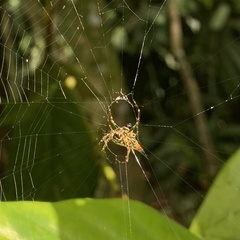 Macracantha hasselti