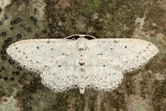 Idaea minuscularia