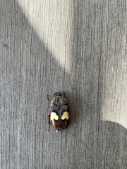 Pedinorrhina trivittata