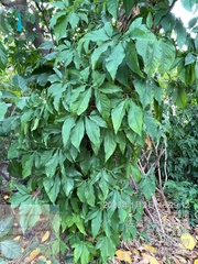 Syngonium