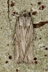 Lithophane leautieri