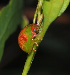 Paropsisterna simsoni