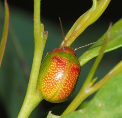 Paropsisterna simsoni
