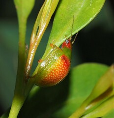 Paropsisterna simsoni