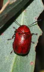 Aporocera