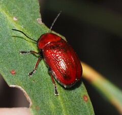 Aporocera