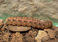 Ariathisa abyssinia