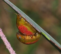 Paropsisterna fastidiosa