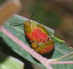 Paropsisterna fastidiosa