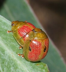 Paropsisterna fastidiosa