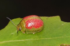 Paropsisterna fastidiosa