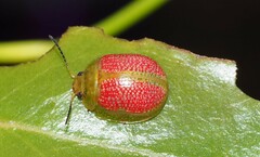 Paropsisterna fastidiosa
