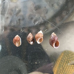 Semisulcospiridae