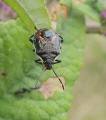 Oechalia schellenbergii