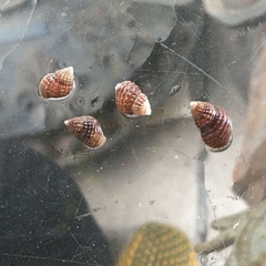Semisulcospiridae