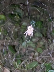 Eriophora edax