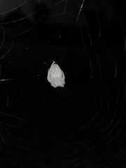 Eriophora edax
