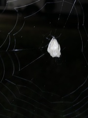 Eriophora edax