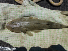 Platycephalus australis