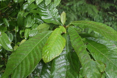 Saurauia tristyla