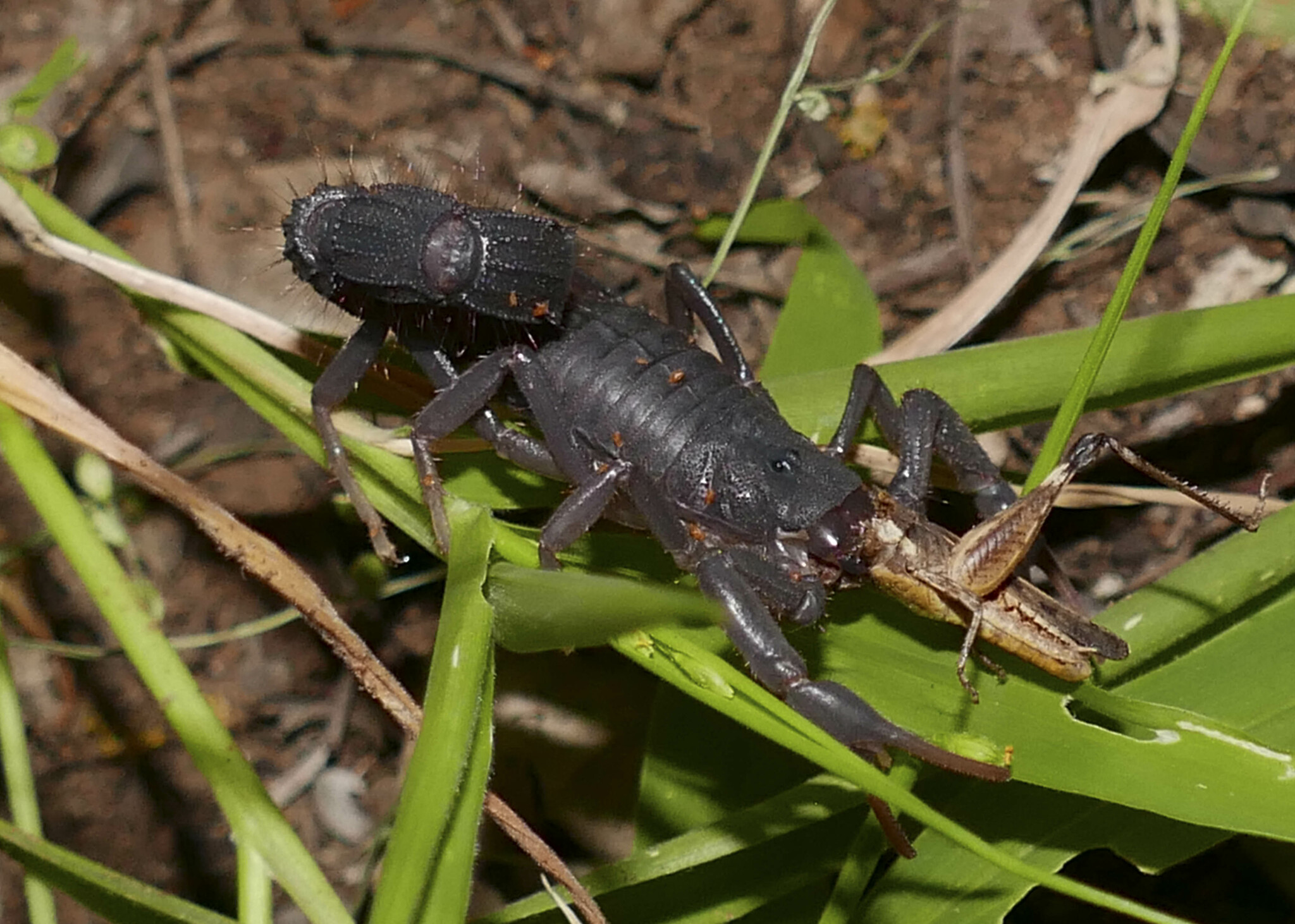 Parabuthus Transvaalicus Purcell, 1899