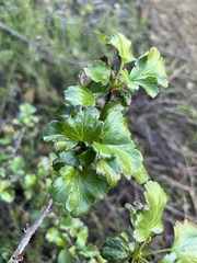 Ribes speciosum