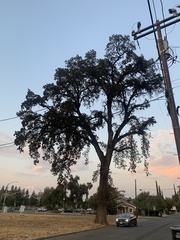 Quercus lobata