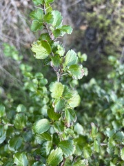 Ribes speciosum