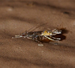 Cosmopterix