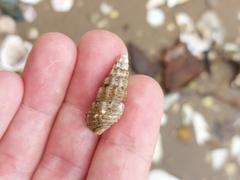 Batillaria australis