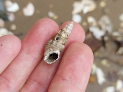 Batillaria australis